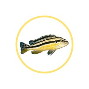 Chais Fish