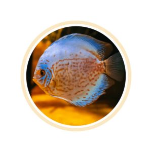 Ortho Fish